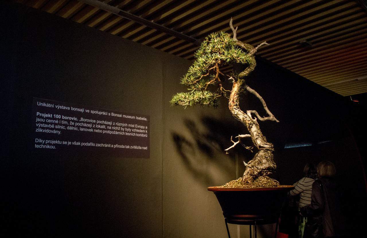 Flora Olomouc 2016 - jarní etapa (foto 2015-06)