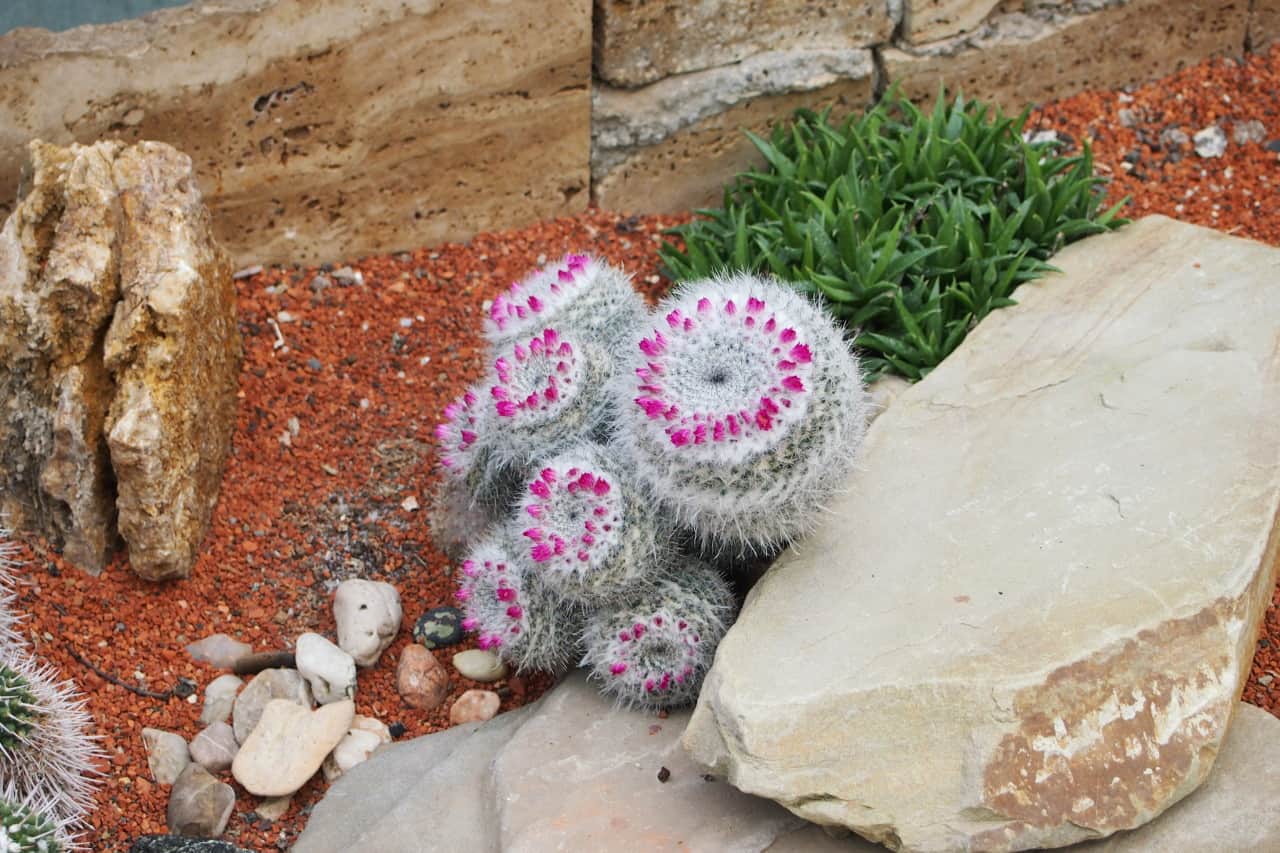 Flora Olomouc 2016 - jarní etapa (foto 2015-15)