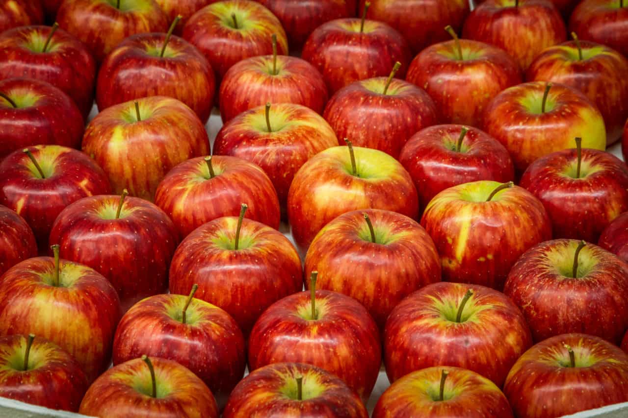 Podzimní Flora Olomouc 2016 (img_1268)