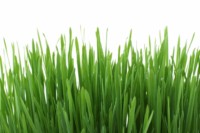 Zelená tráva k posekání
