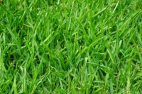 grass-375586