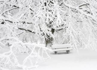 Zahradní a pěstitelský kalendář prací – leden v zahradě