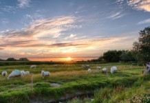 Zútulněte si domov díky elegantním dekám a polštářům z ovčí vlny merino