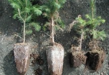 Houby, které zvýší výnosy a nahradí chemická hnojiva – mykorhiza