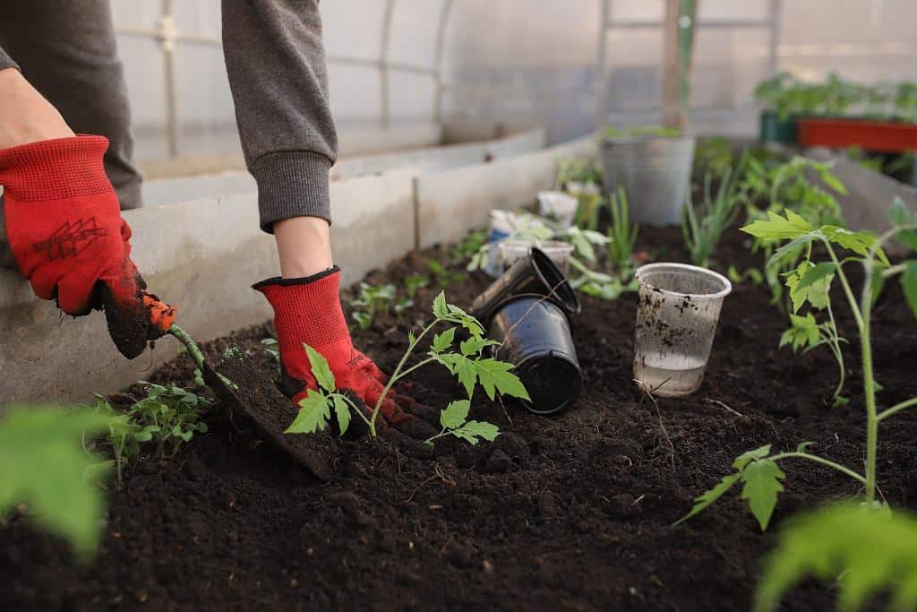 Zelenina ve skleníku, zahradnické práce ve skleníku (Pixabay)