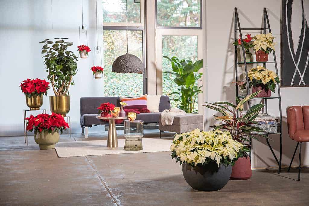 Příjemná atmosféra z vánočních hvězd (Poinsettia) (2023, foto 05)