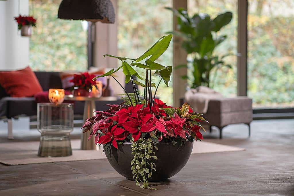 Velký půlkruhový květináč s vánočními hvězdami (Poinsettia) (2023, foto 06)