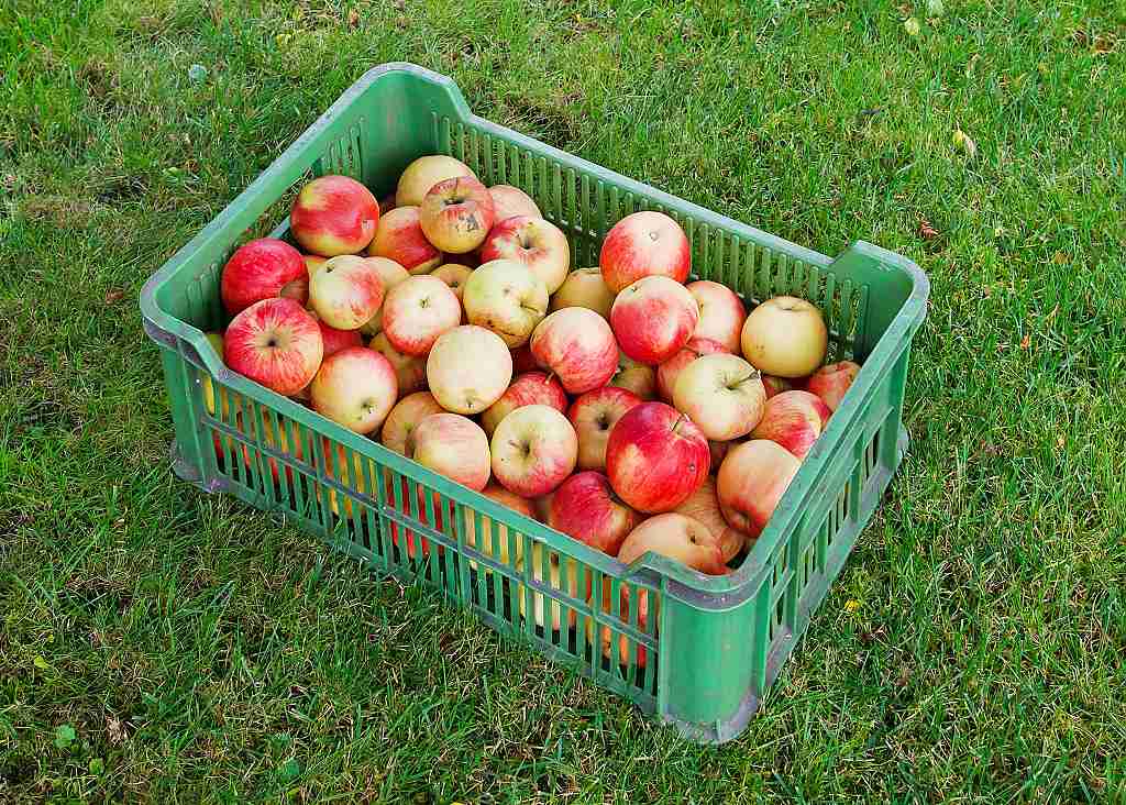 Jablka v přepravce