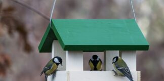 Ptačí hostina výměnou za vaši podívanou. Sestavte jim krmítko! Ptačí krmítko zhotovené svépomocí natřené barvami Balakryl