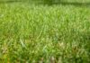 Zelený pažit v parnu. Jak na krásný trávník i během horkých letních dnů? Trávník grass ilustrační foto