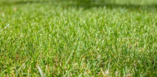 Zelený pažit v parnu. Jak na krásný trávník i během horkých letních dnů? Trávník grass ilustrační foto