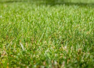 Zelený pažit v parnu. Jak na krásný trávník i během horkých letních dnů? Trávník grass ilustrační foto